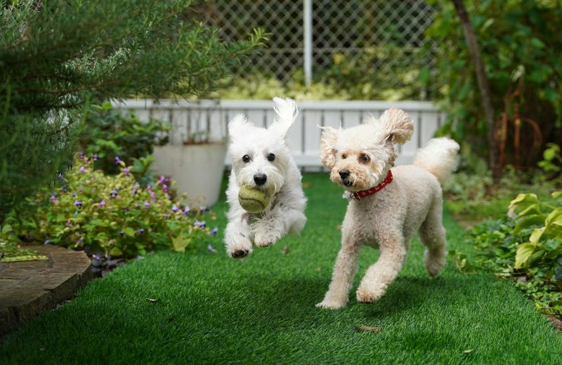 Pet-Friendly Community